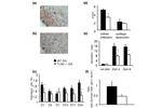 CD282 (TLR2) Antibody in Immunohistochemistry (Frozen) (IHC (F))