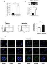 CD284 (TLR4) Antibody in Immunocytochemistry, Flow Cytometry (ICC/IF, Flow)