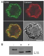 CD289 (TLR9) Antibody in Western Blot, Immunoprecipitation (WB, IP)