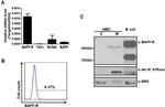 CD268 (BAFF Receptor) Antibody in Flow Cytometry (Flow)