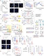 ID2 Antibody in Flow Cytometry (Flow)