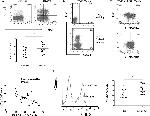 KLRG1 Antibody in Flow Cytometry (Flow)