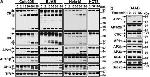 alpha Adaptin Antibody in Immunoprecipitation (IP)