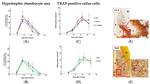 Collagen X Antibody in Immunohistochemistry (IHC)