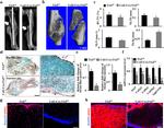 Collagen X Antibody in Immunohistochemistry (IHC)