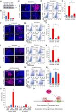 SOX2 Antibody in Western Blot (WB)