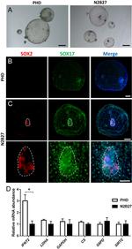 SOX2 Antibody in Immunocytochemistry (ICC/IF)