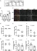 SOX2 Antibody in Immunocytochemistry (ICC/IF)