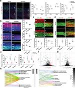 SOX2 Antibody in Immunohistochemistry (IHC)