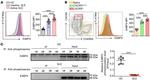 E4BP4 (NFIL3) Antibody in Flow Cytometry (Flow)