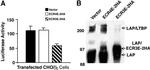 LAP (Latency Associated peptide) Antibody in Western Blot (WB)