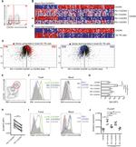 c-MAF Antibody in Flow Cytometry (Flow)