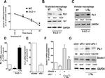 CD369 (Clec7a, Dectin-1) Antibody in Western Blot (WB)