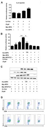 IRF4 Antibody in Flow Cytometry (Flow)