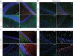 GFAP Antibody in Immunohistochemistry (Frozen) (IHC (F))