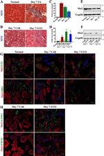 Musashi-1 Antibody in Western Blot (WB)