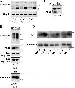 Musashi-1 Antibody