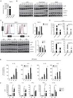 CD284 (TLR4) Antibody in Flow Cytometry (Flow)