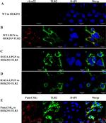 CD282 (TLR2) Antibody in Immunocytochemistry (ICC/IF)