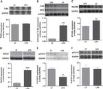 TLR4/MD-2 Complex Antibody in Western Blot (WB)