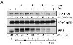 IRF3 Antibody in Western Blot (WB)