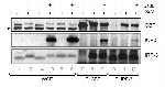 IRF3 Antibody in Western Blot (WB)