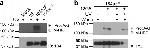 CD184 (CXCR4) Antibody in Western Blot (WB)