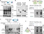 CD44 Antibody in Western Blot (WB)