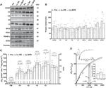 PDHA1 Antibody in Western Blot (WB)