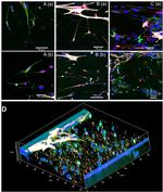 Synaptophysin Antibody in Immunocytochemistry (ICC/IF)