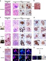 Stella Antibody in Immunocytochemistry (ICC/IF)