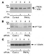 PSME3 Antibody