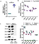 Collagen III Antibody in Western Blot, Immunocytochemistry (WB, ICC/IF)