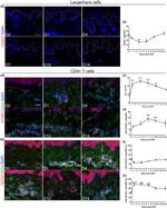 CD4 Antibody in Immunohistochemistry (IHC)