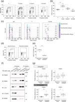 alpha Tubulin Antibody in Western Blot (WB)