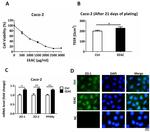 ZO-1 Antibody in Immunocytochemistry (ICC/IF)