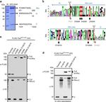 V5 Tag Antibody in Western Blot (WB)