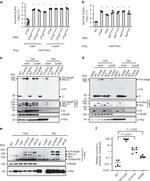 V5 Tag Antibody in Western Blot (WB)