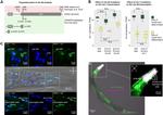 HA Tag Antibody in Immunohistochemistry (IHC)