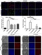 COX2 Antibody in Immunocytochemistry (ICC/IF)