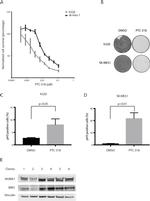 NuMA Antibody in Western Blot (WB)