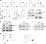 LRP1 Antibody in Neutralization (Neu)