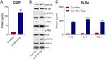 TRPV1 Antibody in Western Blot (WB)