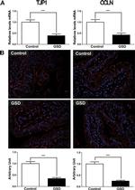 Occludin Antibody in Immunohistochemistry (IHC)