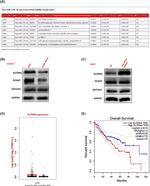 UGT2A3 Antibody in Western Blot (WB)