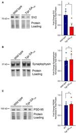 Synaptophysin Antibody in Western Blot (WB)