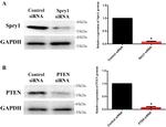 PTEN Antibody in Western Blot (WB)