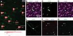 nNOS Antibody in Immunohistochemistry (IHC)