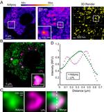 Adiponectin Antibody in Immunocytochemistry (ICC/IF)