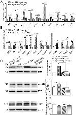 UGGT2 Antibody in Western Blot (WB)